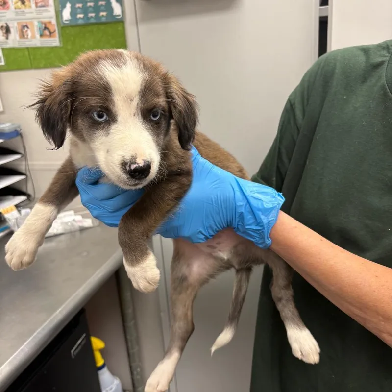 A baby medium-sized male Gray / Blue / Silver Mixed Breed dog named Indigo for adoption in Columbiana, AL