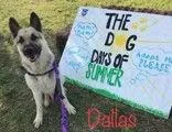 Dallas