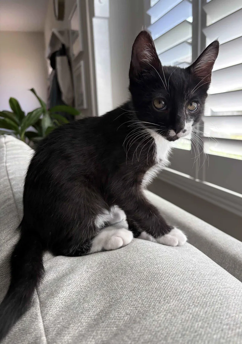 A baby medium-sized male Domestic Short Hair cat named Lucky for adoption in Seal Beach, CA
