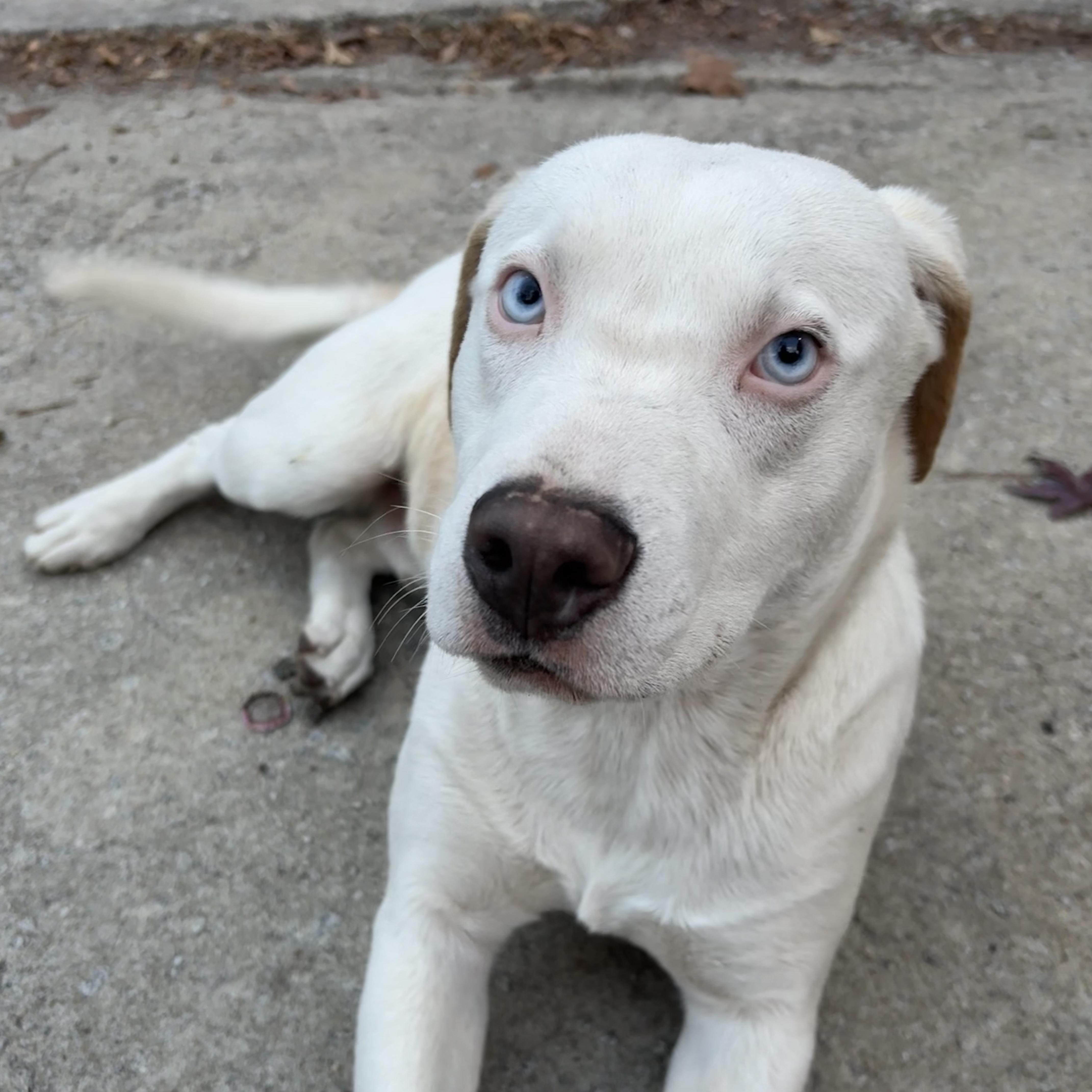 A young medium-sized male White / Cream Pit Bull Terrier dog named Aspen for adoption in Columbia, SC