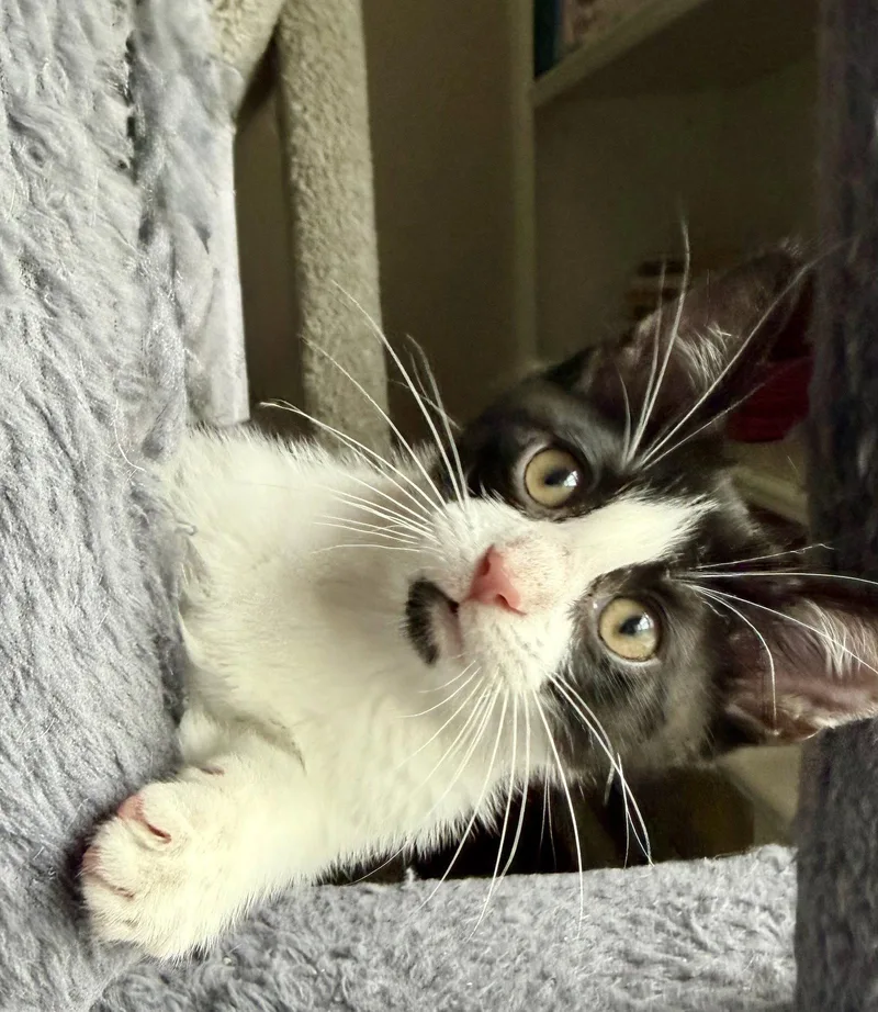 A baby medium-sized male Tuxedo cat named Meeko for adoption in Georgetown, KY