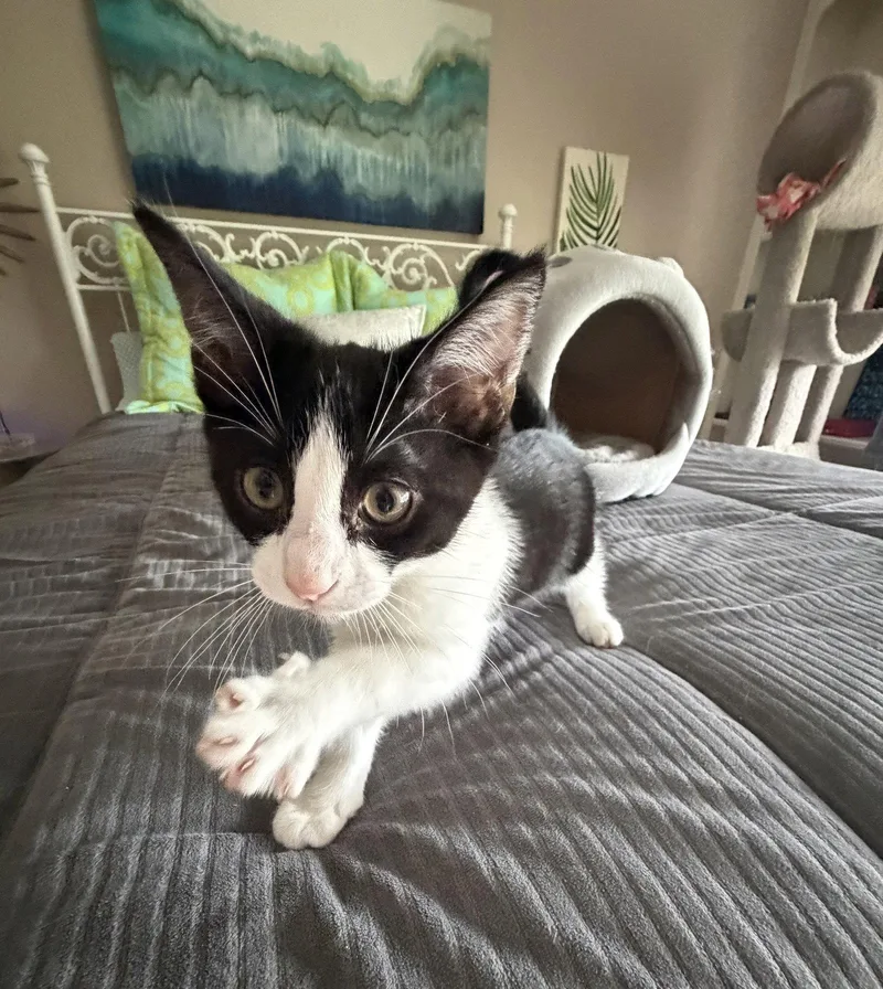 Meeko thumbnail 2