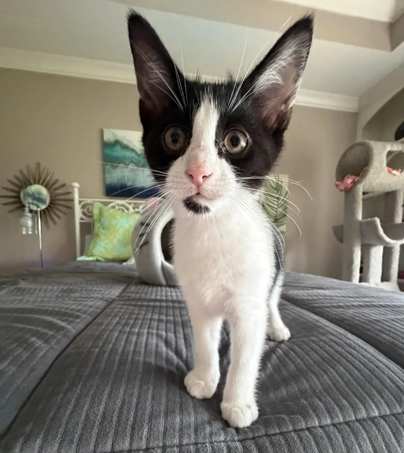 Meeko thumbnail 3