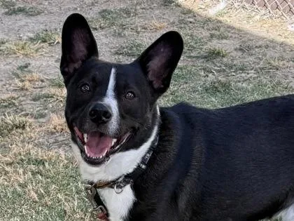 An adult medium-sized male Black Mixed Breed dog named Ellis for adoption in Georgetown, TX