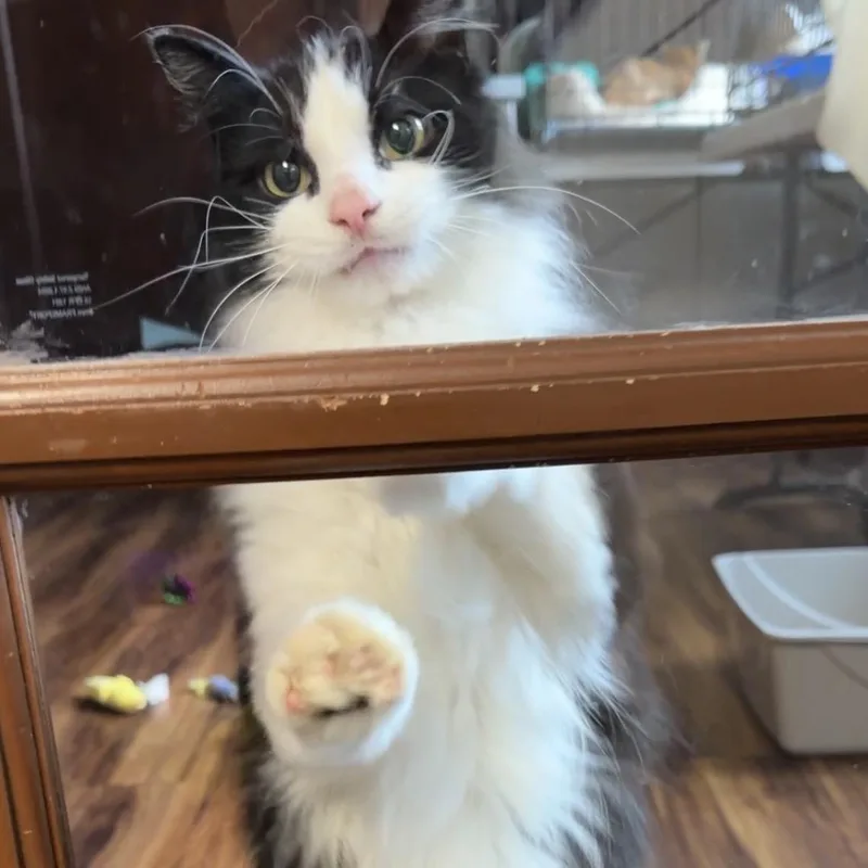 An adult medium-sized male Black & White / Tuxedo Domestic Long Hair cat named Bemo for adoption in Tillamook, OR