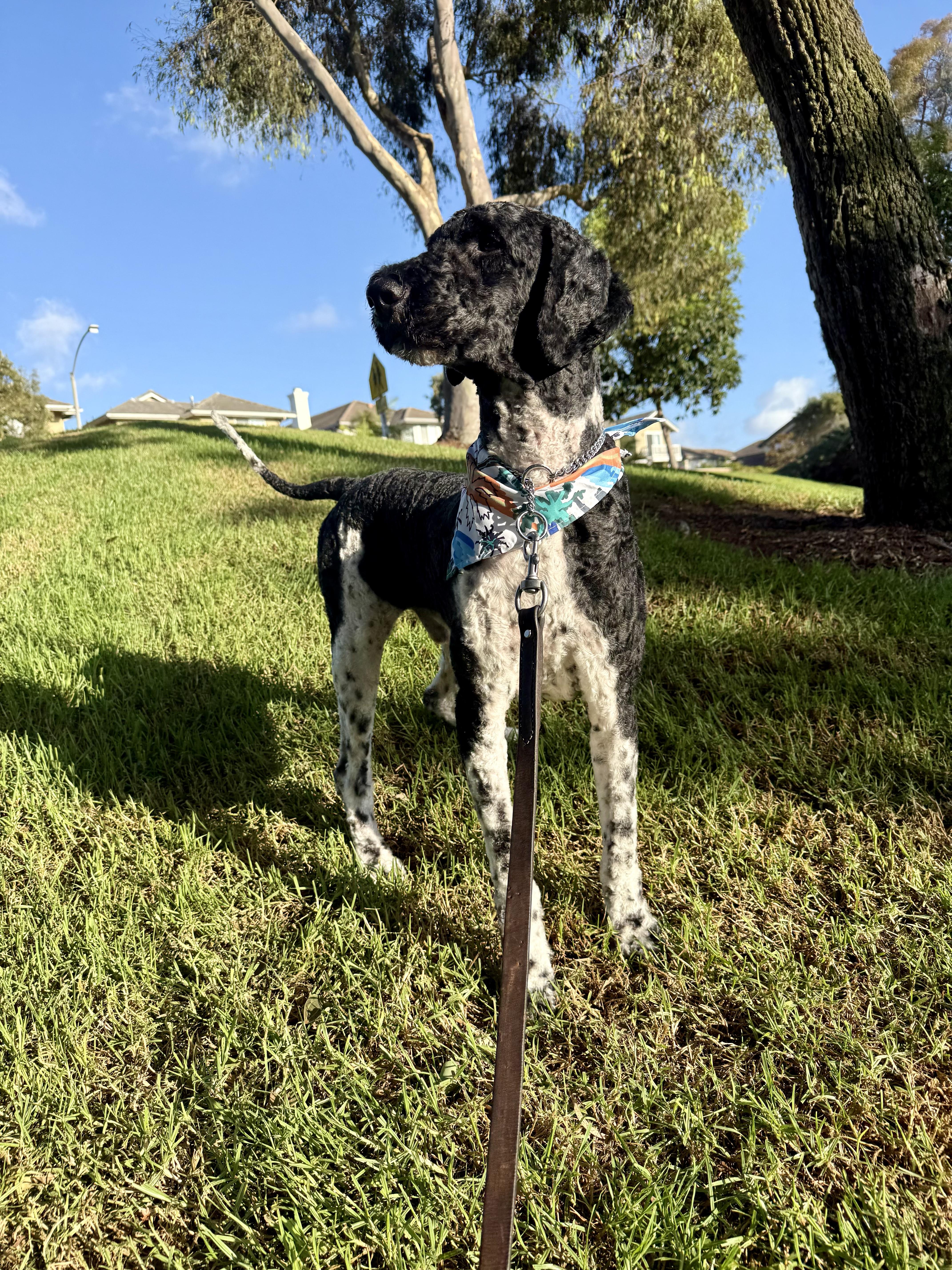 An adult large-sized male Bicolor Standard Poodle dog named Max for adoption in La Mesa, CA