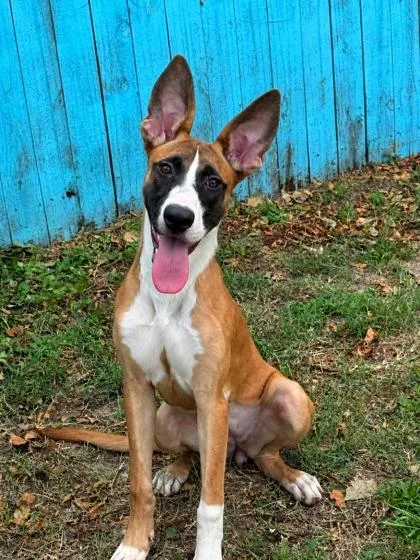 An adult medium-sized female Tricolor (Brown, Black, & White) Belgian Shepherd / Malinois dog named Bailey for adoption in Inverness, FL