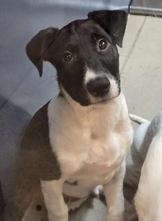 A baby large-sized male Black Great Dane dog named Clayton for adoption in Bellingham, WA
