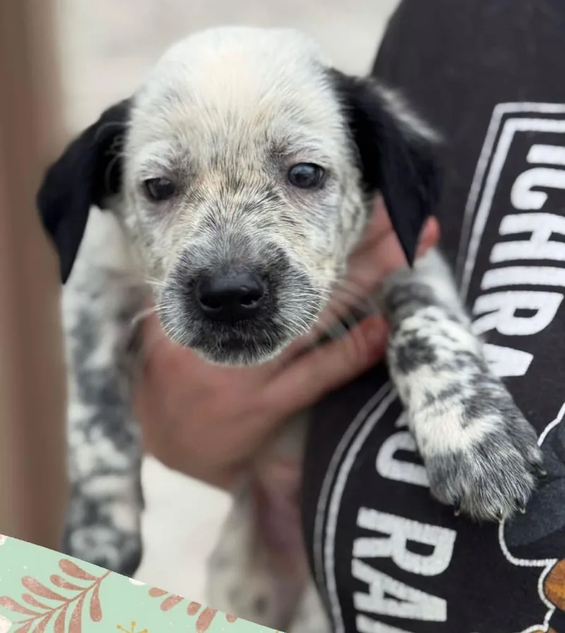 A baby medium-sized male Mixed Breed dog named Goldblum for adoption in Murray, KY