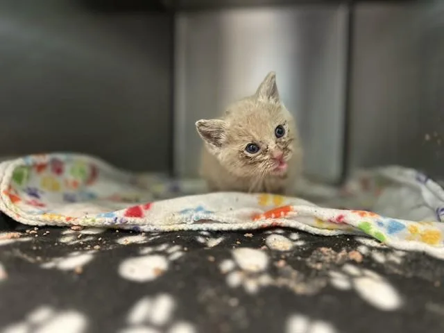 A baby medium-sized male Domestic Short Hair cat named Thunder for adoption in Dallas, TX