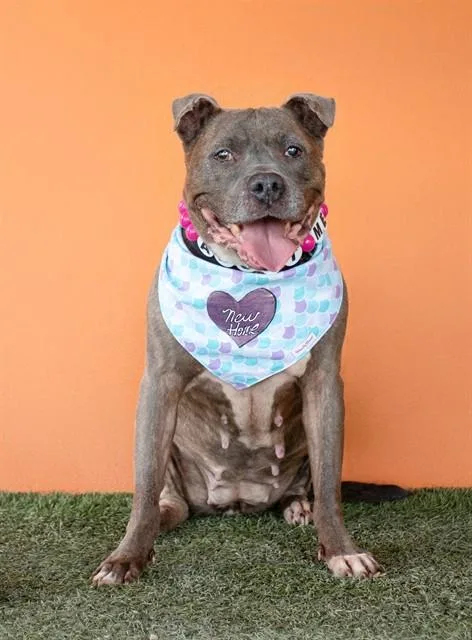 An adult large-sized female American Bulldog dog named Kimchi for adoption in Miami, FL