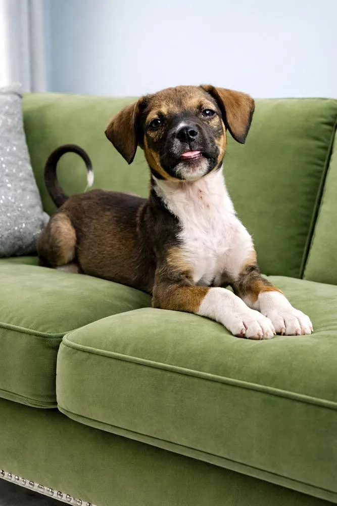 A baby medium-sized male Tricolor (Brown, Black, & White) Black Mouth Cur dog named Moose for adoption in Shawnee, OK