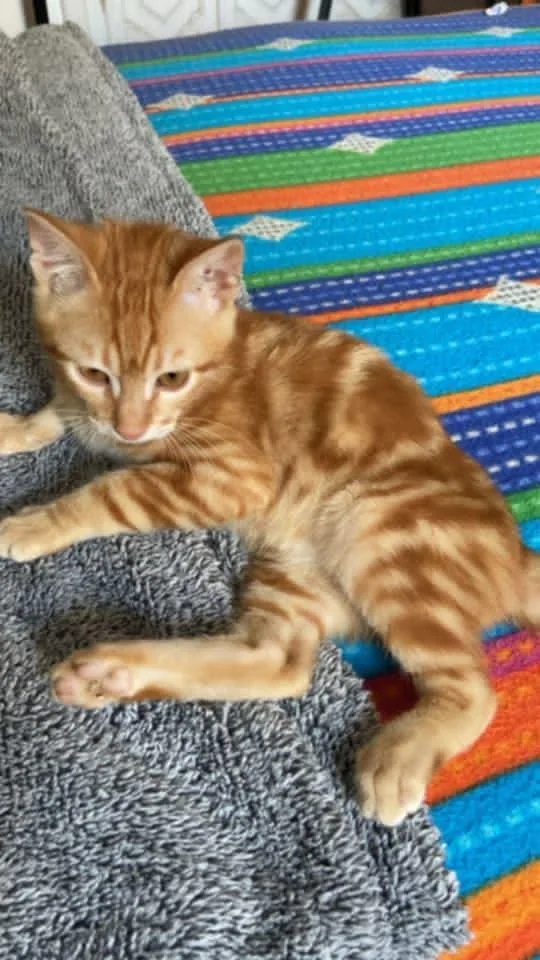 A baby small-sized male Tabby (Orange / Red) Egyptian Mau cat named Totti for adoption in WOLCOTT, CT