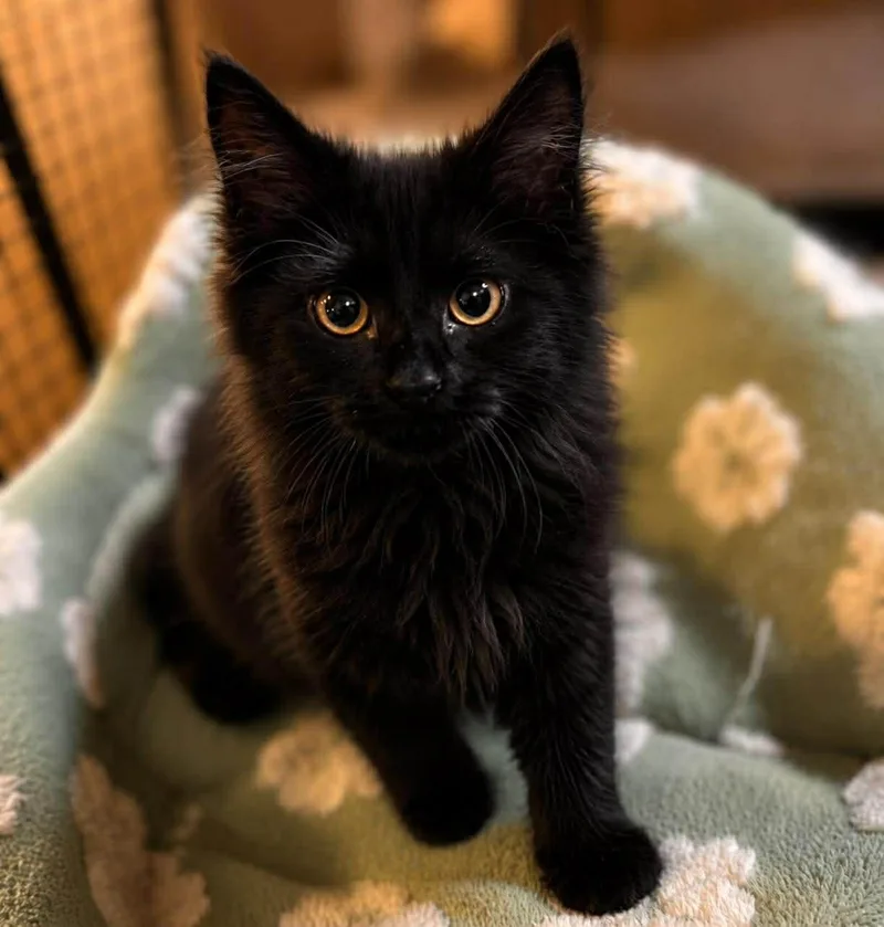 A baby small-sized female Black Domestic Long Hair cat named Coming Soon Citron for adoption in Sisseton, SD