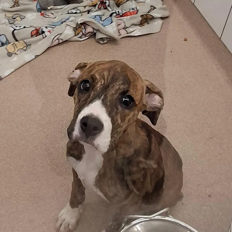 A baby medium-sized female Brindle Boxer dog named Rosie for adoption in Zanesville, OH