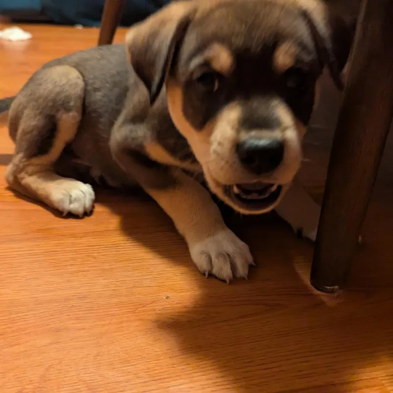 A baby small-sized male Brown / Chocolate Mixed Breed dog named Totoro for adoption in Buffalo, MN