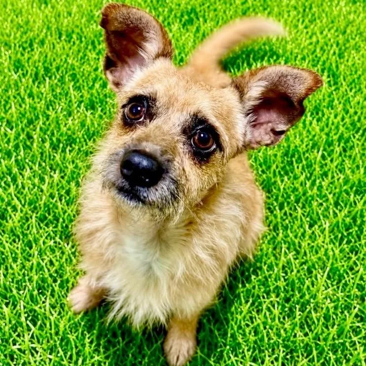 A young small-sized male Apricot / Beige Terrier dog named Derrick for adoption in Battle Creek, MI