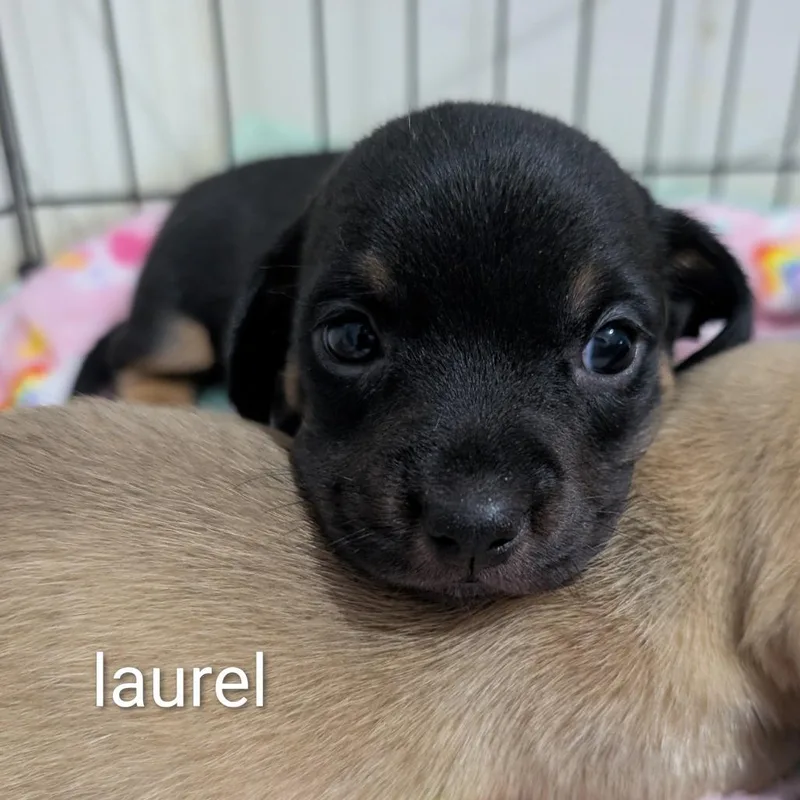 Laurel