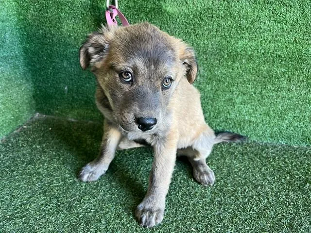 A baby small-sized female German Shepherd Dog dog named Angie for adoption in Lancaster, CA