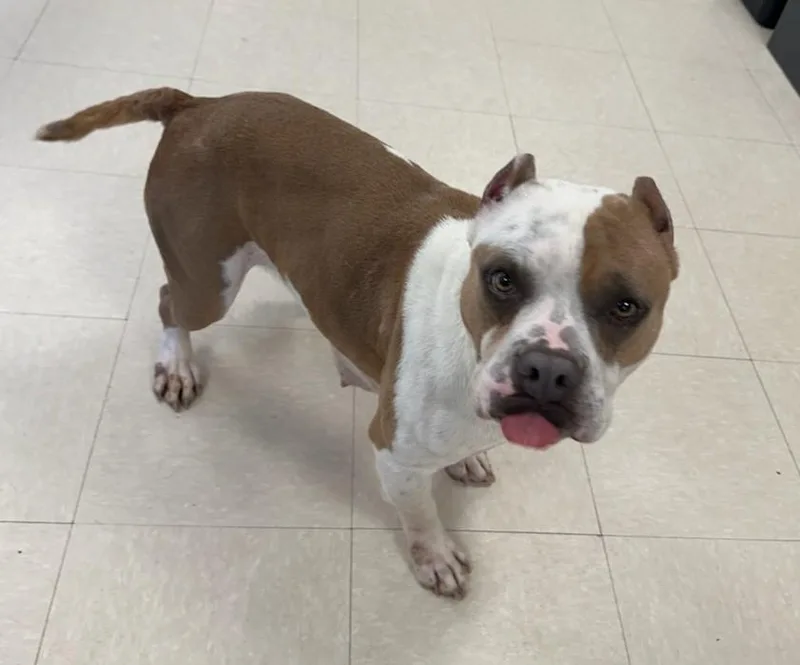 An adult medium-sized female Brown / Chocolate Pit Bull Terrier dog named Pua for adoption in Clayton, NJ