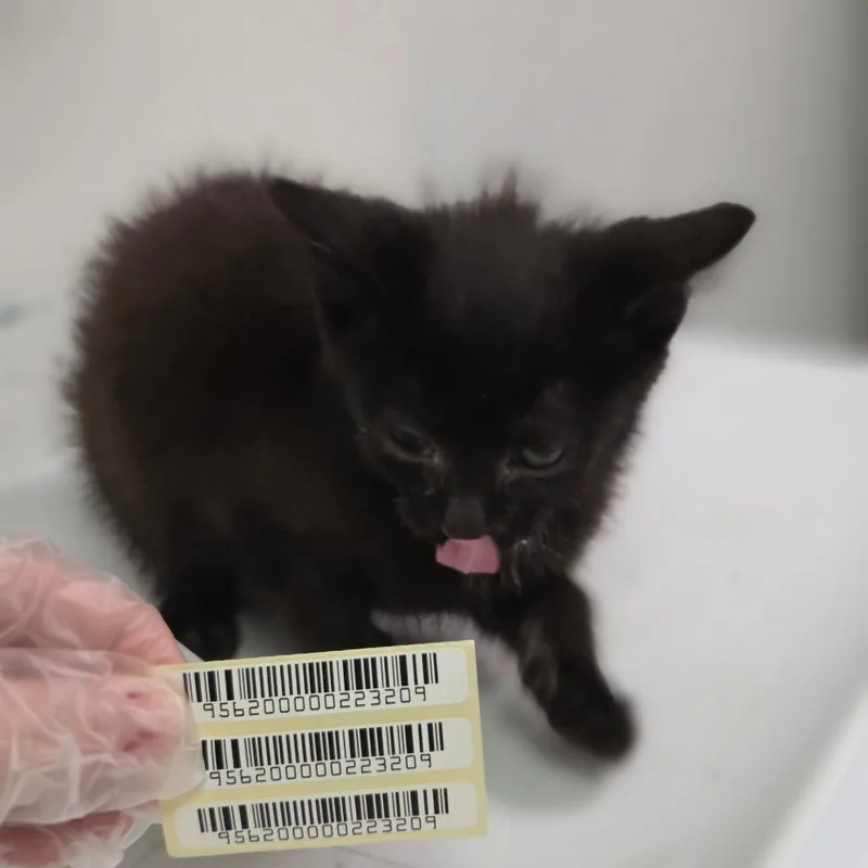 A baby small-sized female Black Domestic Long Hair cat named Ali for adoption in Charleston, WV