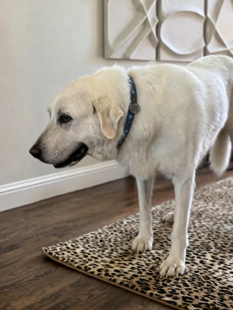 An adult extra large-sized male Great Pyrenees dog named Marvel for adoption in Allen, TX