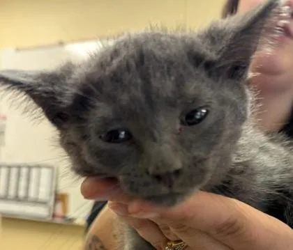 A baby small-sized male Domestic Short Hair cat named Charming for adoption in Independence, MO