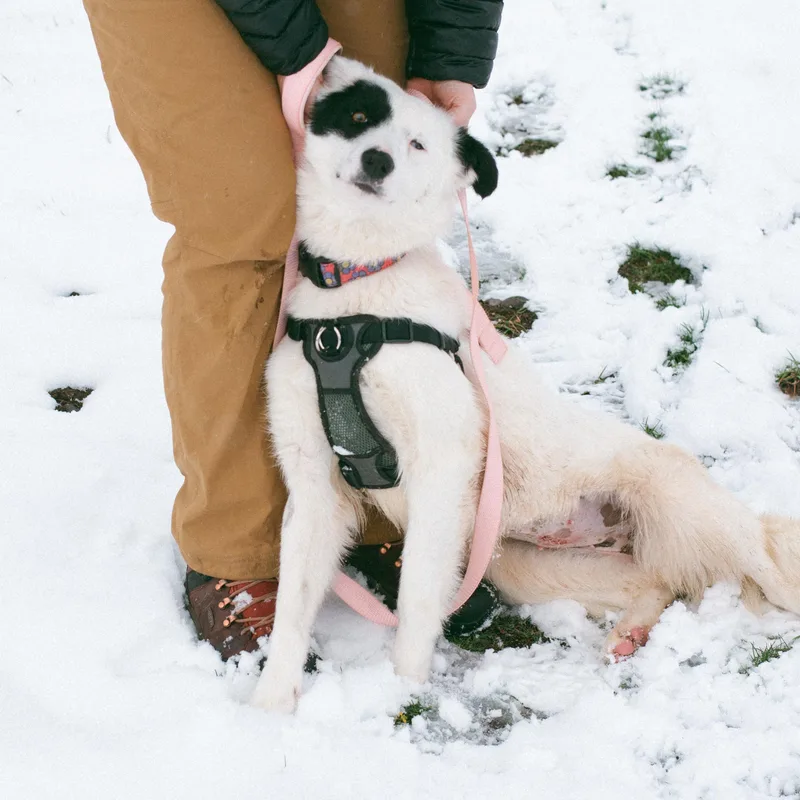 A young medium-sized female Border Collie dog named Nova for adoption in Thayne, WY