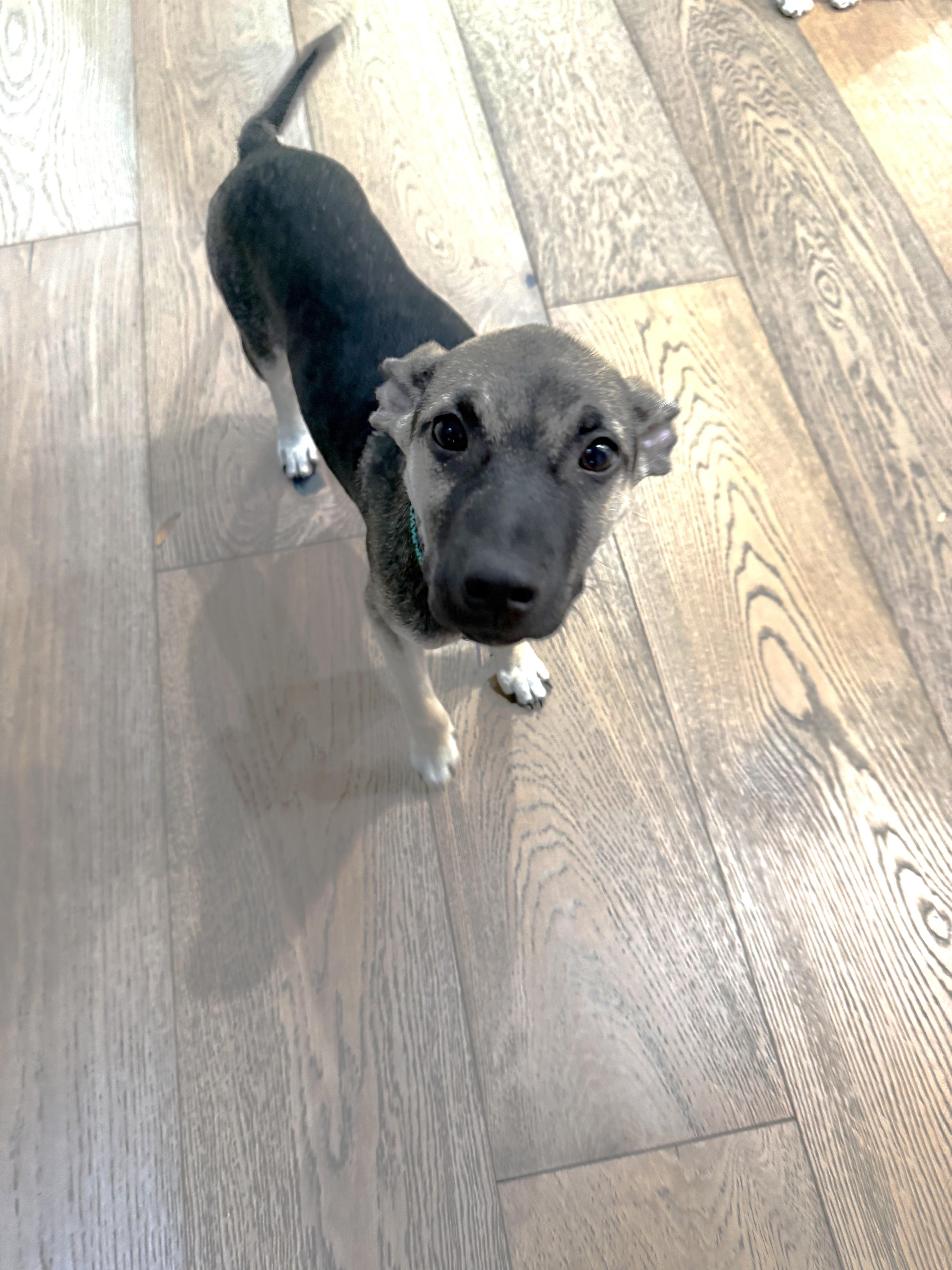 A baby small-sized male Xoloitzcuintli / Mexican Hairless dog named Sneezy for adoption in West Hollywood, CA