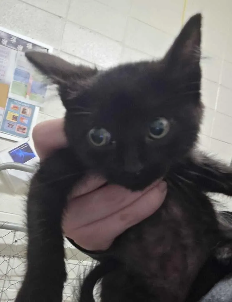 A baby small-sized female Black Domestic Medium Hair cat named Lava Girl for adoption in Fruit Heights, UT