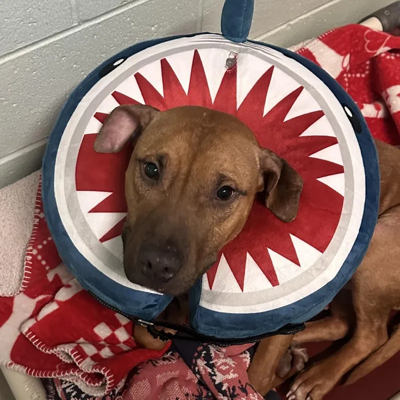 A young medium-sized male Brown / Chocolate Mixed Breed dog named Arrow for adoption in Newark, NJ