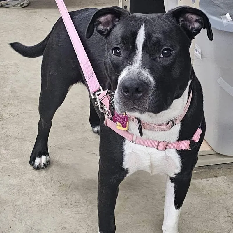 A young medium-sized female Black Terrier dog named Sassy for adoption in Middleburg Heights , OH