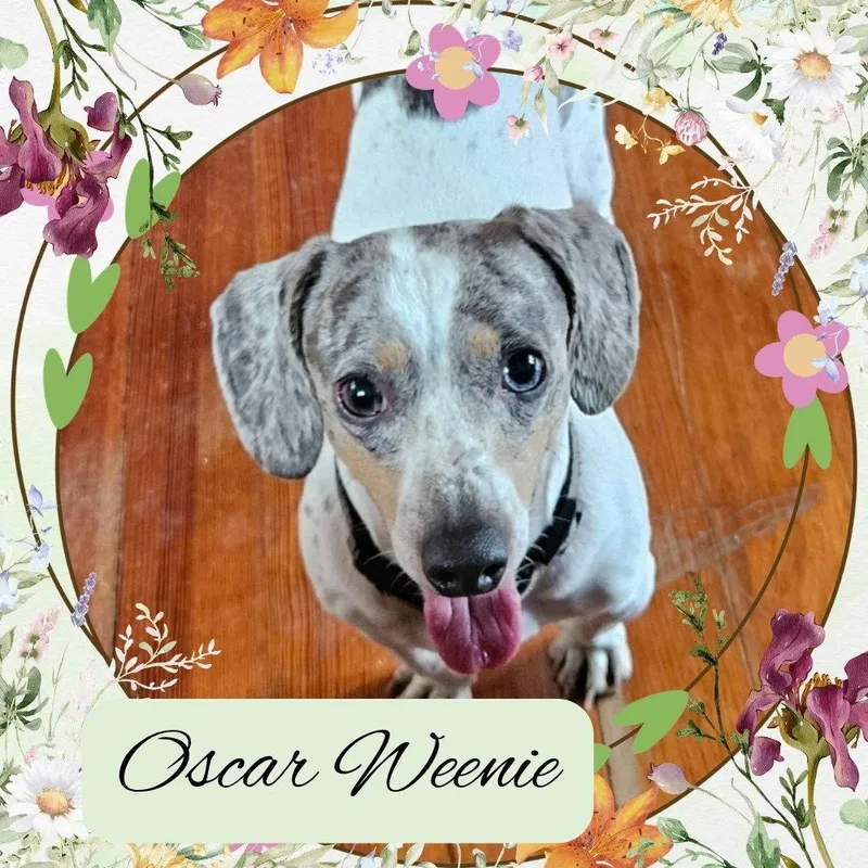 Oscar Weenie