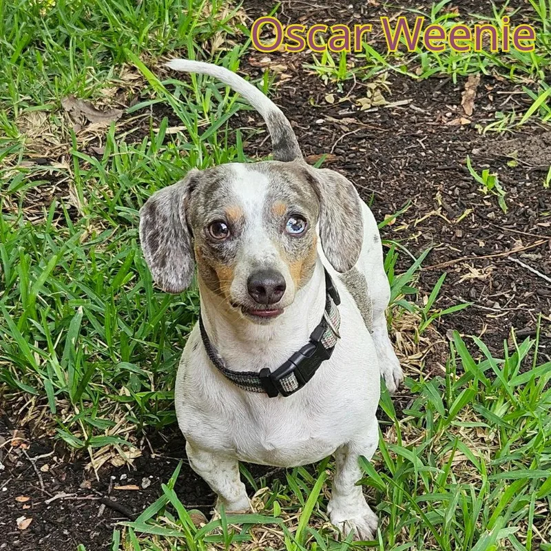 Oscar Weenie thumbnail 2