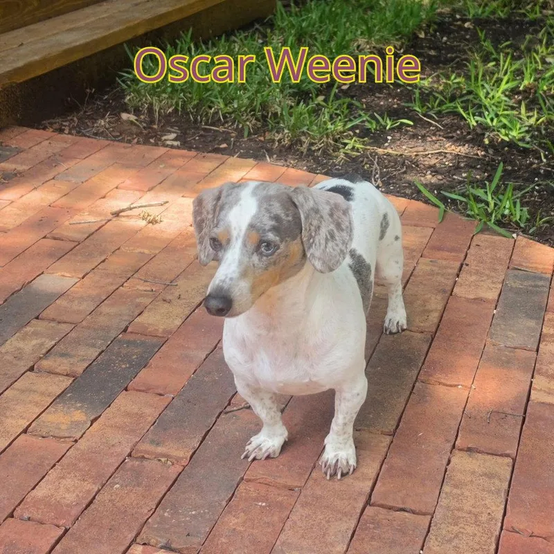 Oscar Weenie thumbnail 3