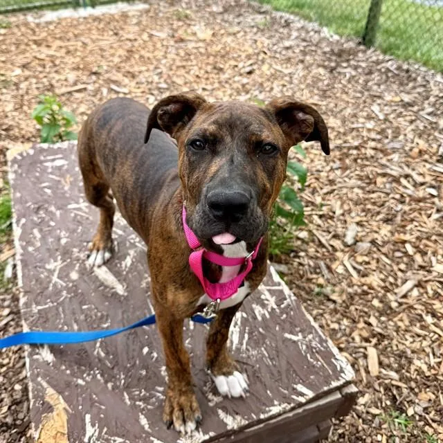 A baby medium-sized female Pit Bull Terrier dog named Abby Mallard for adoption in Leesburg, VA