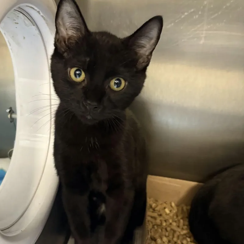 A baby medium-sized male Black Domestic Short Hair cat named Midnight for adoption in Orange, VA