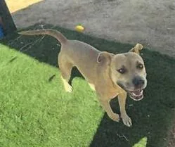 A young large-sized female Pit Bull Terrier dog named Honey for adoption in Pahrump, NV