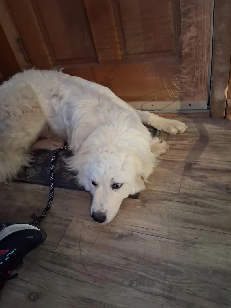 A young large-sized female Great Pyrenees dog named Bagley for adoption in Lynchburg, TN