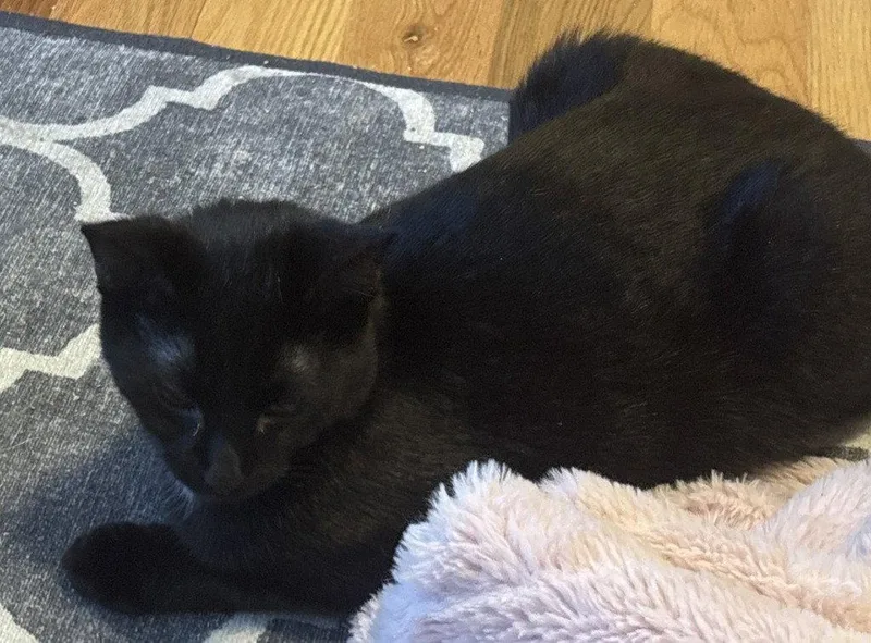 Rh  George thumbnail 2