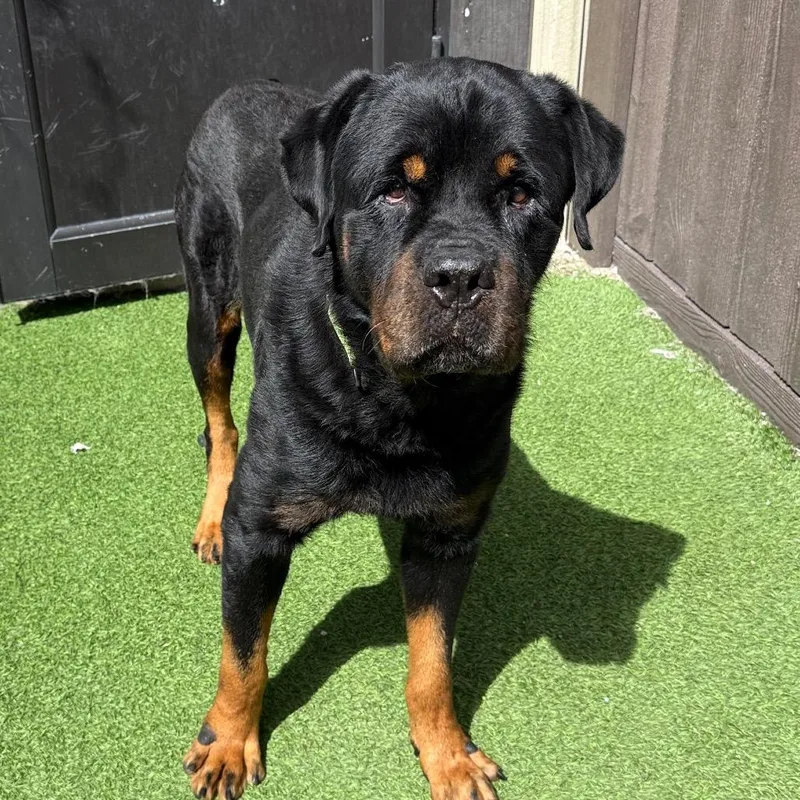 A senior extra large-sized male Black Rottweiler dog named Doc for adoption in LOXAHATCHEE, FL