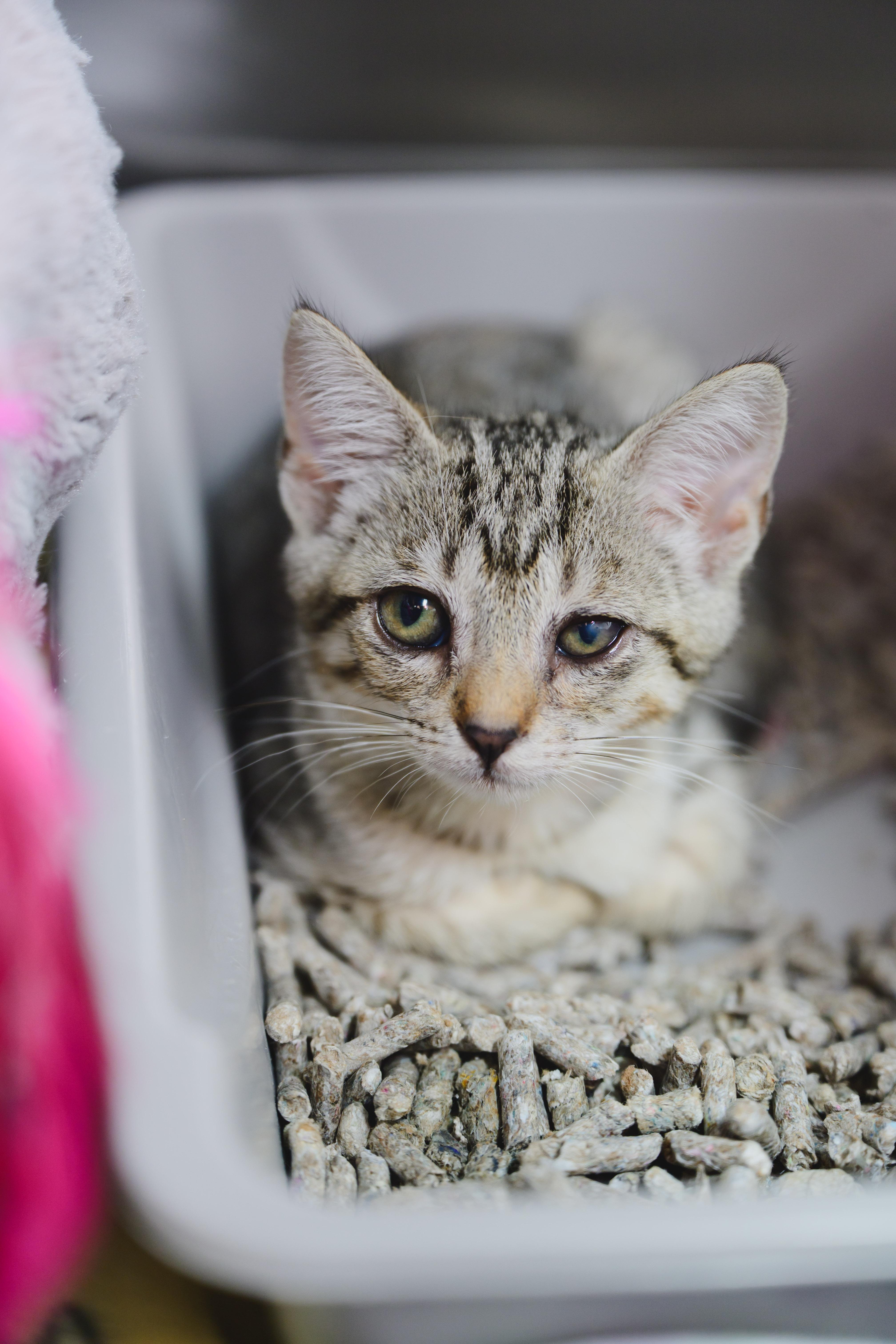 A baby small-sized female Domestic Short Hair cat named Moana for adoption in Honolulu, HI