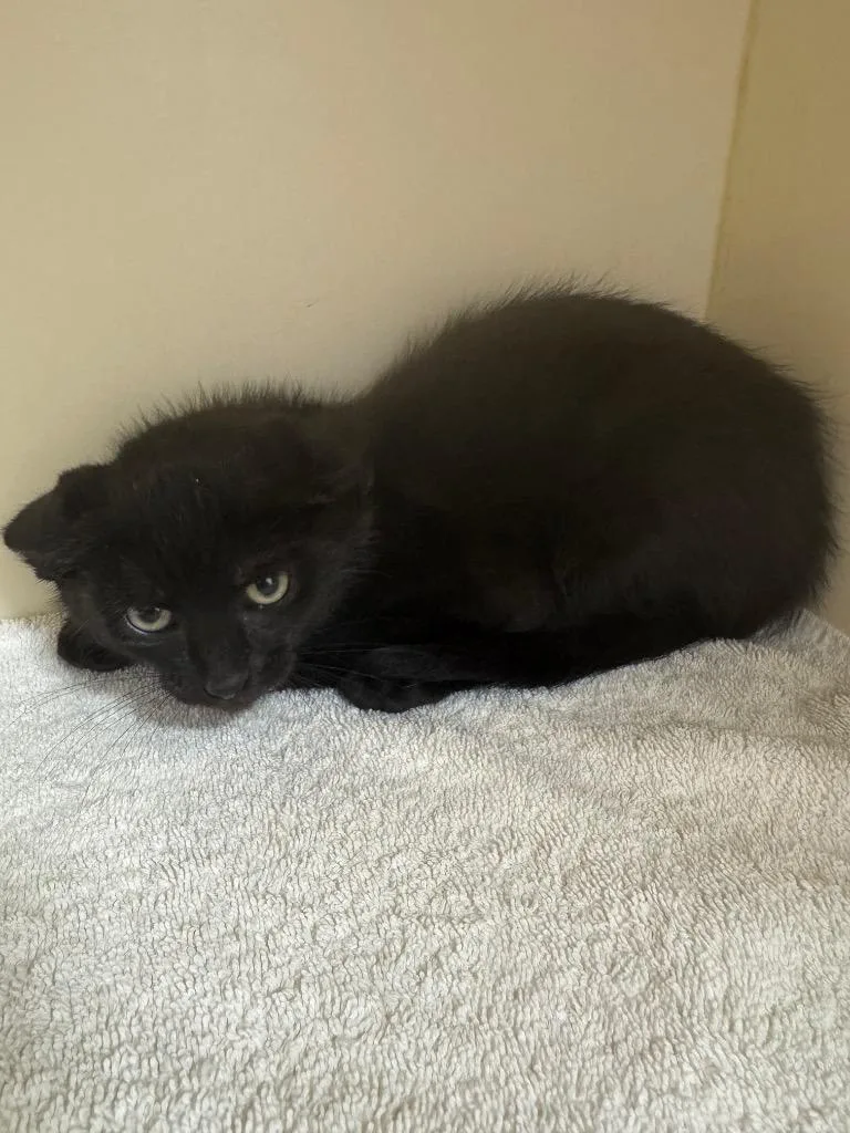 A baby medium-sized female Domestic Short Hair cat named Aloha for adoption in Bloomington, IN