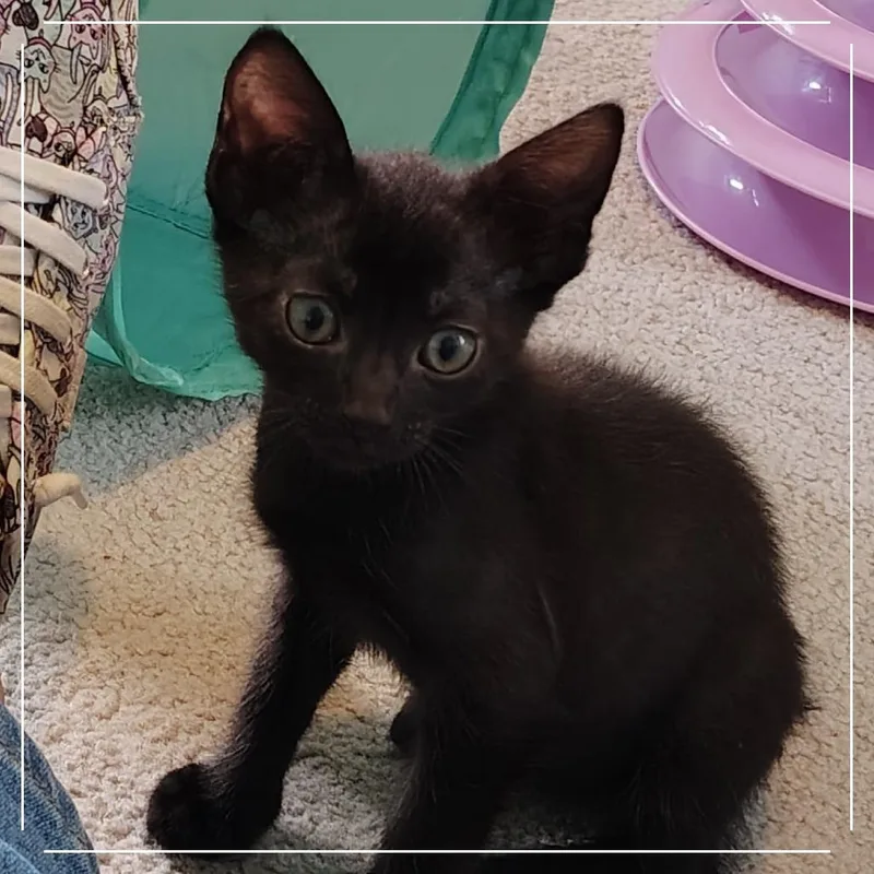 A baby small-sized male Black Domestic Short Hair cat named Chocolate Cake for adoption in Dearborn, MI