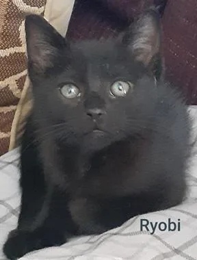 A baby medium-sized male Black Domestic Short Hair cat named Ryobi for adoption in North Highlands, CA