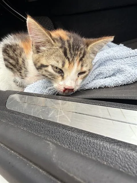 A baby small-sized female Domestic Short Hair cat named A for adoption in Conroe, TX