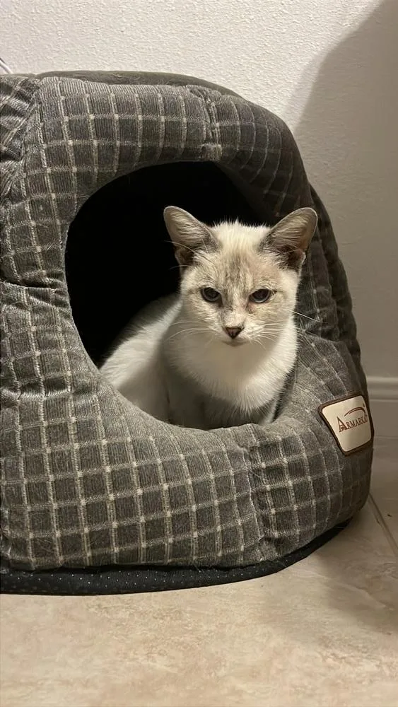 A young small-sized female Cream / Ivory Siamese cat named Sapphire for adoption in Austin, TX