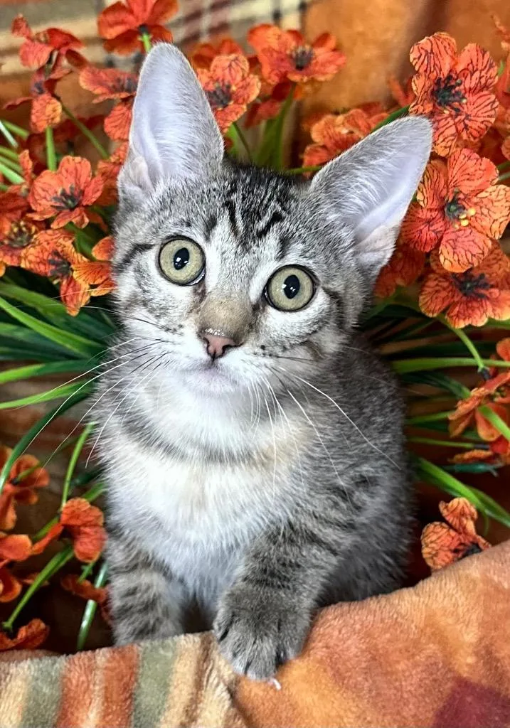 A baby small-sized female Domestic Short Hair cat named Cordelia for adoption in Stillwater, OK