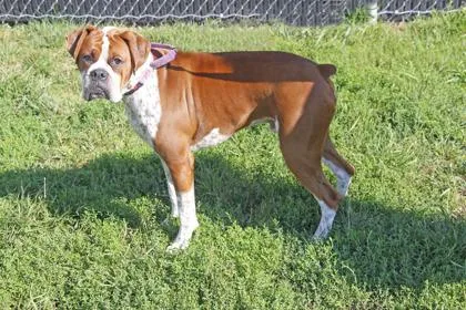 An adult large-sized male Boxer dog named Cosmo for adoption in Kansas City, MO