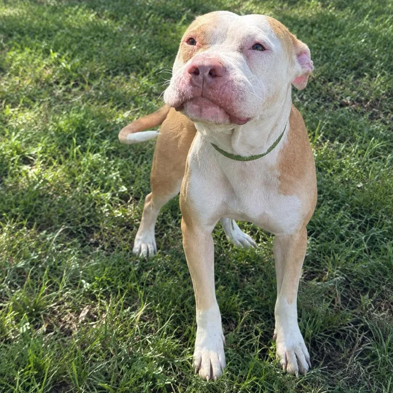 A young medium-sized female Apricot / Beige Pit Bull Terrier dog named Aurora for adoption in Jersey city, NJ